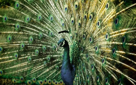 Peacock - peacock, plummage, animals, beautiful, birds