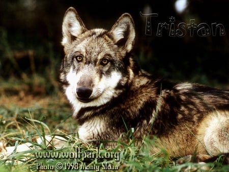 TRISTAN THE MALE WOLF PUP - animals, pretty wolves, tristan the wolf, wolf pups, alpha male wolf, wolves, grey wolves, wolf park, puppies, wild animals