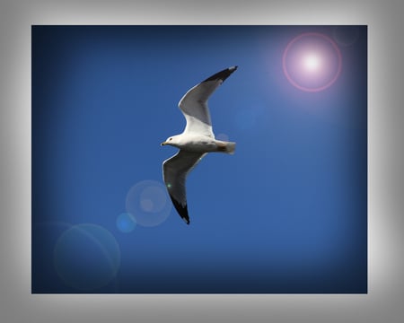 Message sea bird - bird, seagull, blue sky, feathers, sun