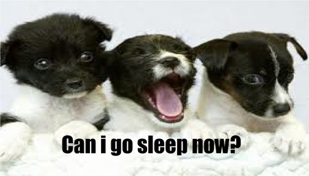 Sleepy Dogs - cute, dog, funny saying, sleppy