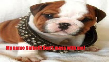 Spike the terminator - cute, collar, puppy, spike, scary