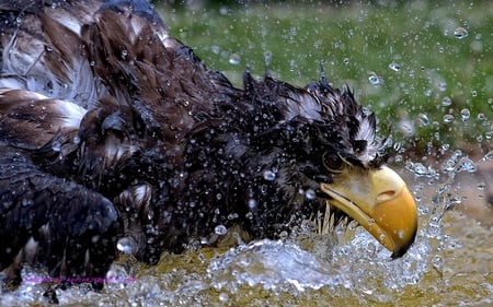 bird - bird, yelow, water, animals