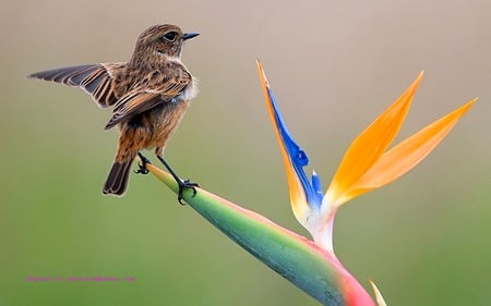 bird - bird, flower, nature, animals