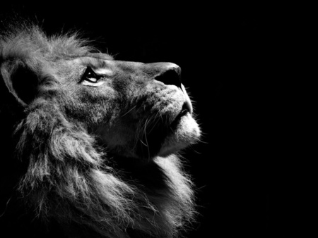 The king - lion, animals, beautiful, eye, king, black, head