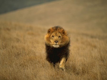 Goo lion.... - lion, beautiful, animals, eyes, grass, run