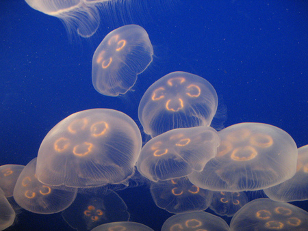 Rush hour - beauty, background, animals, aquarium, water, jellyfish, underwater, picture, blue, aquatic, rush