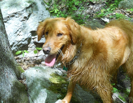 He's growing up - jazz, dog, retriever, friend