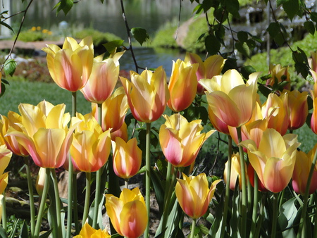 The very thought of spring - pretty, flowers, spring, tulips