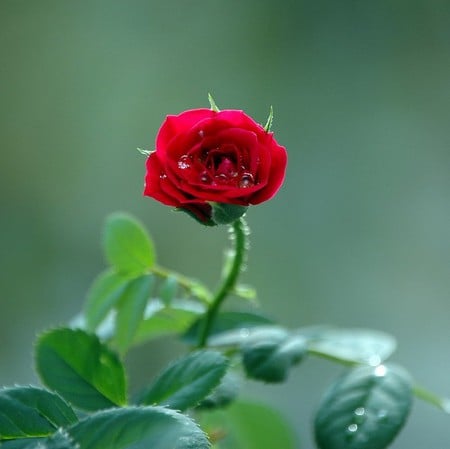 single rose for Katehatheway - rose, passion, single, red