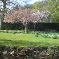 blossom trees