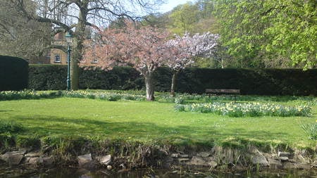 blossom trees - blossom, park, tree, gardens