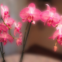 Orchids