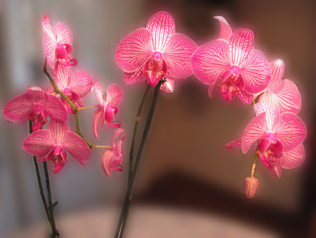 Orchids - orchids, flower, pink, plant