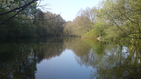 lake and trees - lake, trees, forest, park