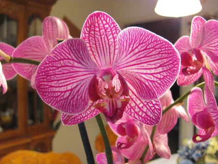 Moms Orchid - flowers, orchid, pink, plant