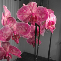 Orchids