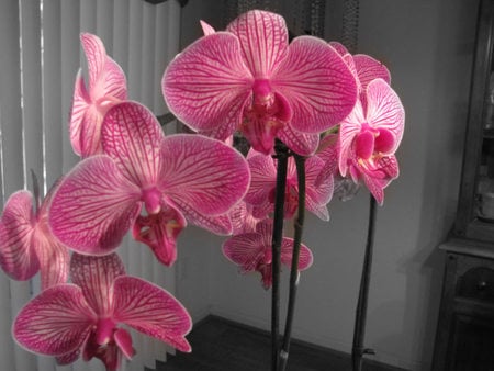 Orchids - orchids, flower, pink, plant