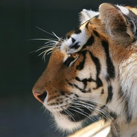 profile of a bengal tiger