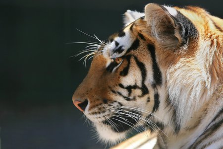 profile of a bengal tiger - of, a, profile, bengal, animal, tiger