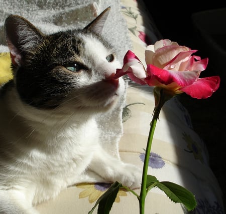 cat and rose - flowers, smelling, rose, cat, animals