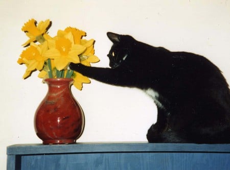 not guilty - vase, daffodils, not guilty, cat