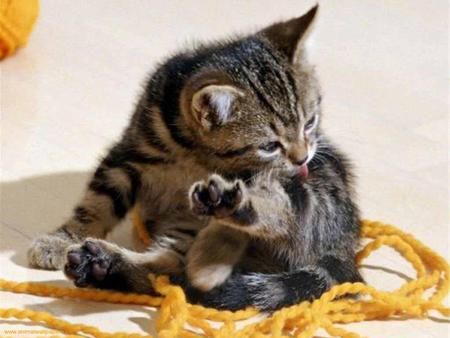 kitten on a string