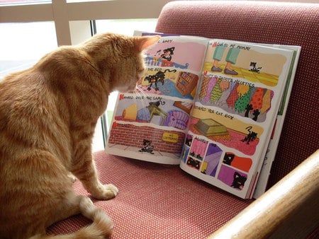 reading comic - comic, reading, funny, cat