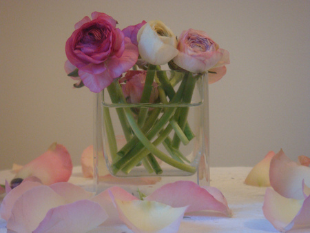 ranunculus vase - red, purple, ranunculus, pink, flowers, vase, still life