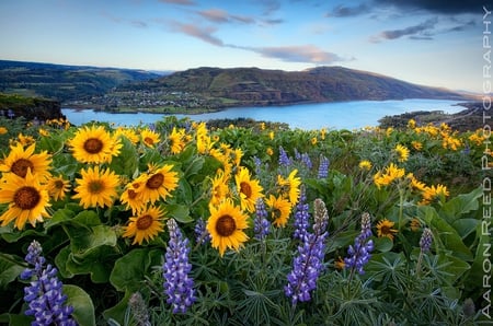 beautiful view - lake, view, wild flowers, beautiful