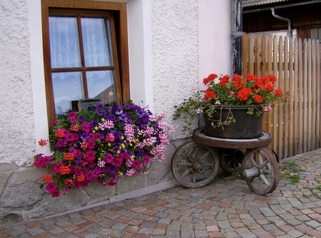 flowers - pot, flowers, house, cart, red, window