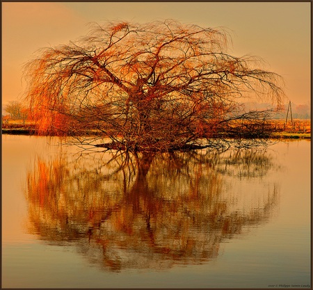 Tree of dreams - water, beautiful, branches, land, reflection, island, golden, gold, tree