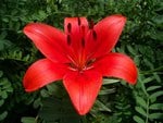 East Tennessee Lily