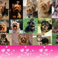 Cute Yorkies