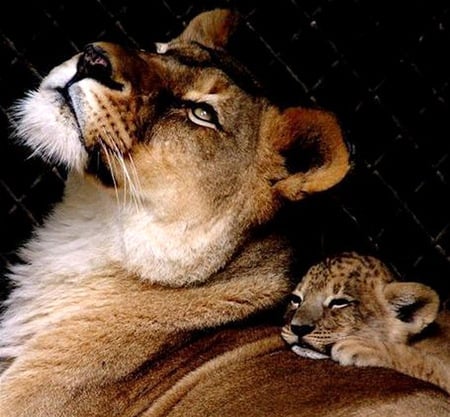 Safe and warm - love, cub, caring, mother, animal, lioness, safety