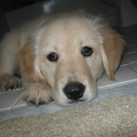 Golden Retriever Puppy