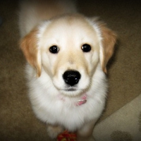 golden retriever puppy