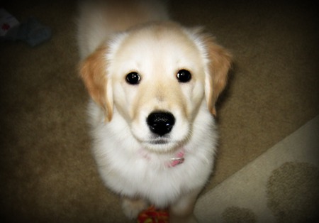 golden retriever puppy - golden retriever puppy, puppy, golden retriever, dog