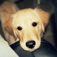 golden retriever puppy