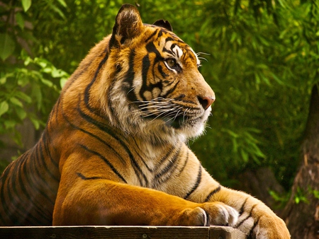 Majestic tiger - animal, feline, wildlife, tiger