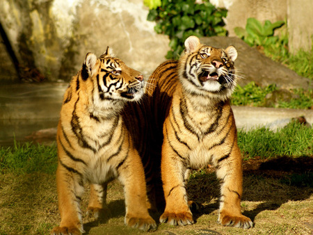 Tigers - wildlife, couple, animal, feline, tiger