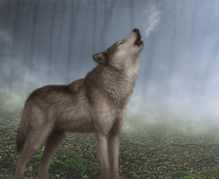 HOWLING WOLF - wolf, forest, howling, mist