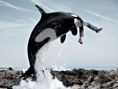 Fishing Fish - fun, smile, fishing, fish, orca