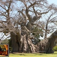 Sunland Baobab