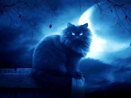 Moon blue kitten - moon, fantasy, animal, kitten, feline, night, sweet, cat