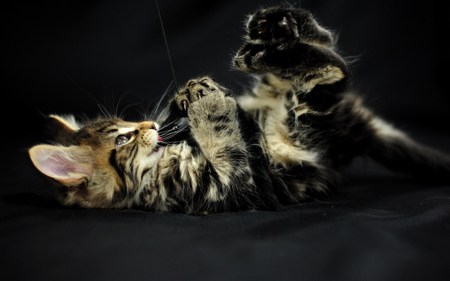 Playing with me - animal, kitten, cat, sweet, feline