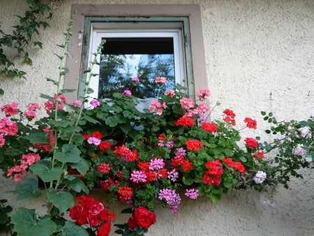 beautiful window - pot, flowers, house, facade, red, winndow