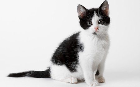 Sweet calico kitten - animal, kitten, feline, sweet, cat, calico