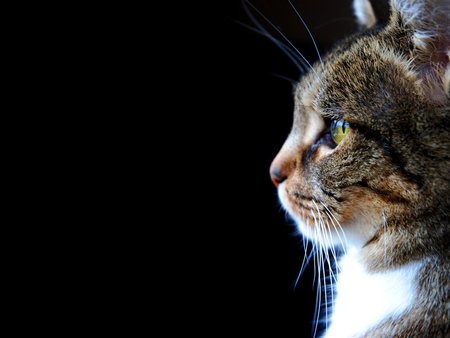 Sweet profile kitten - animal, profile, kitten, cat, sweet, feline