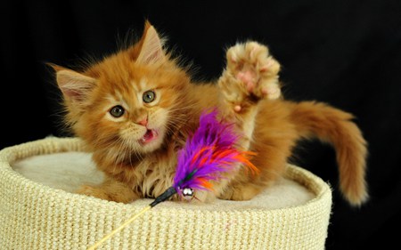 Playing with a feather - feather, animal, kitten, cat, sweet, feline, basket, paly