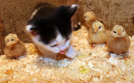 Among chicks - calico, chick, animal, kitten, cat, sweet, feline